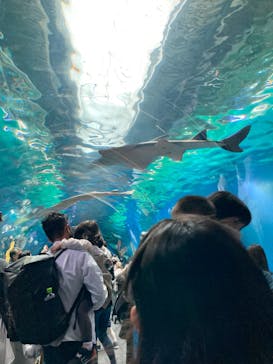 マクセル アクアパーク品川に投稿された画像（2021/11/22）