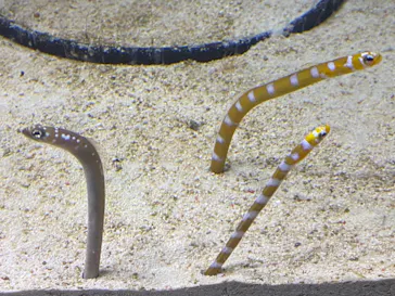 すみだ水族館に投稿された画像（2021/11/22）