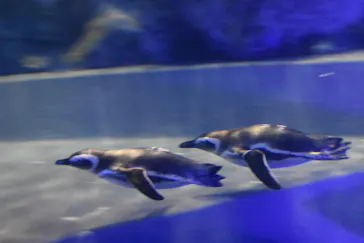すみだ水族館に投稿された画像（2021/11/22）
