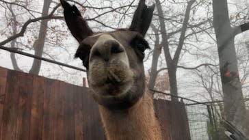 那須サファリパークに投稿された画像（2021/11/22）