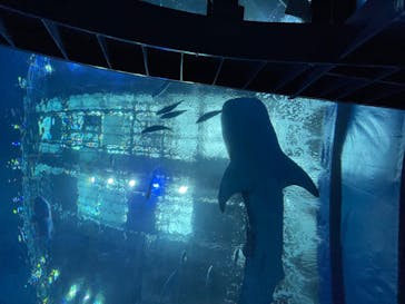 沖縄美ら海水族館に投稿された画像（2021/11/22）