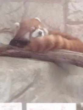 天王寺動物園に投稿された画像（2021/11/22）