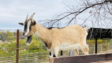 群馬サファリパークに投稿された画像（2021/11/22）