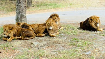 群馬サファリパークに投稿された画像（2021/11/22）