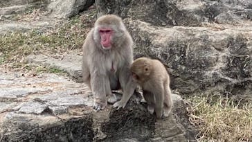 群馬サファリパークに投稿された画像（2021/11/22）