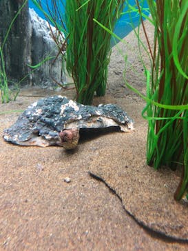 しながわ水族館に投稿された画像（2021/11/22）