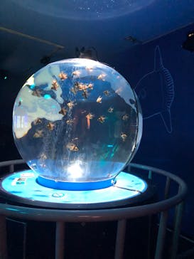 しながわ水族館に投稿された画像（2021/11/22）