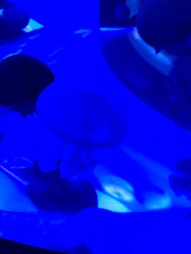 しながわ水族館に投稿された画像（2021/11/22）