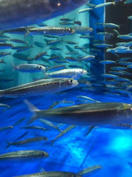 しながわ水族館に投稿された画像（2021/11/22）