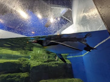 マクセル アクアパーク品川に投稿された画像（2021/11/22）