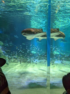 マクセル アクアパーク品川に投稿された画像（2021/11/22）