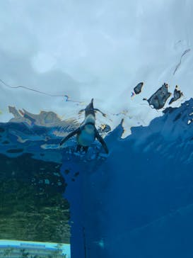 サンシャイン水族館に投稿された画像（2021/11/22）