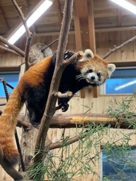 伊豆シャボテン動物公園に投稿された画像（2021/11/22）