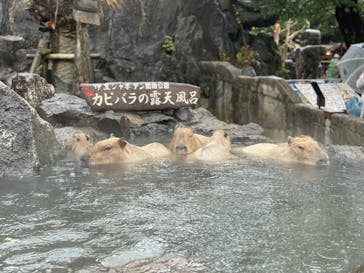 伊豆シャボテン動物公園に投稿された画像（2021/11/22）