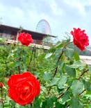 ひらかたパークに投稿された画像（2021/11/22）