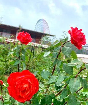 ひらかたパークに投稿された画像（2021/11/22）