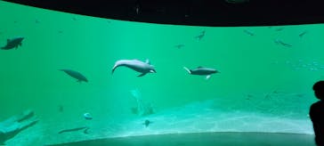 カワスイ 川崎⽔族館に投稿された画像（2021/11/22）