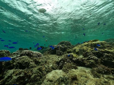 DIVING-SHOP SUNSに投稿された画像（2021/11/22）