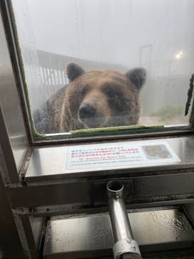 のぼりべつクマ牧場に投稿された画像（2021/11/22）