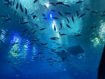 沖縄美ら海水族館に投稿された画像（2021/11/22）