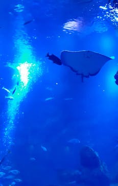 京都水族館に投稿された画像（2021/11/22）