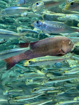 サンシャイン水族館に投稿された画像（2021/11/22）