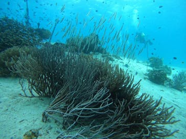 青の洞窟専門店　沖縄ダイビングショップ和に投稿された画像（2021/11/22）