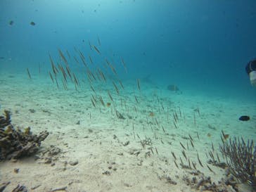 青の洞窟専門店　沖縄ダイビングショップ和に投稿された画像（2021/11/22）