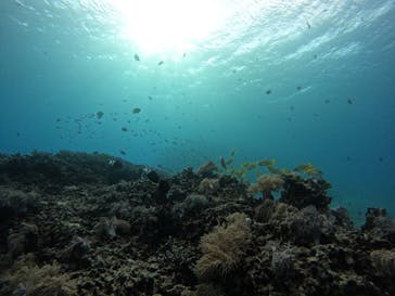 青の洞窟専門店　沖縄ダイビングショップ和に投稿された画像（2021/11/22）