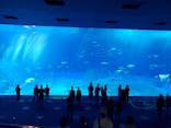 沖縄美ら海水族館に投稿された画像（2021/11/22）