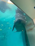 沖縄美ら海水族館に投稿された画像（2021/11/22）