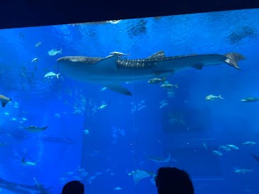 沖縄美ら海水族館に投稿された画像（2021/11/22）