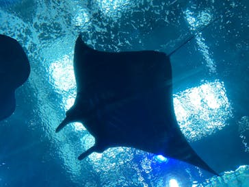 沖縄美ら海水族館に投稿された画像（2021/11/22）