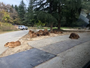 群馬サファリパークに投稿された画像（2021/11/22）