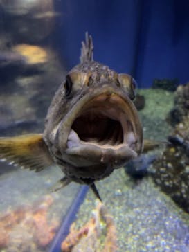 新江ノ島水族館に投稿された画像（2021/11/22）