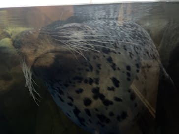 新江ノ島水族館に投稿された画像（2021/11/22）