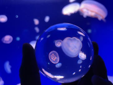 新江ノ島水族館に投稿された画像（2021/11/22）