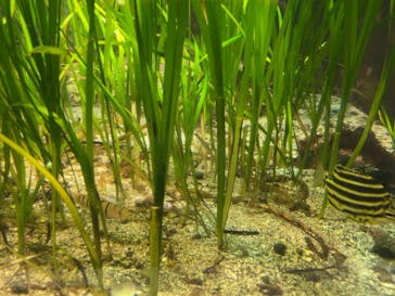 新江ノ島水族館に投稿された画像（2021/11/22）