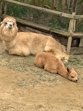 神戸どうぶつ王国に投稿された画像（2021/11/22）