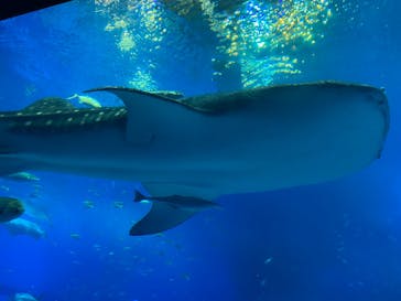 沖縄美ら海水族館に投稿された画像（2021/11/22）