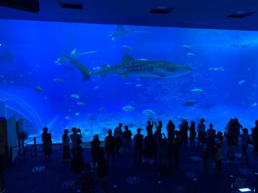 沖縄美ら海水族館に投稿された画像（2021/11/22）