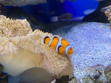 新江ノ島水族館に投稿された画像（2021/11/22）