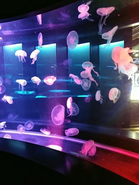 京都水族館に投稿された画像（2021/11/22）