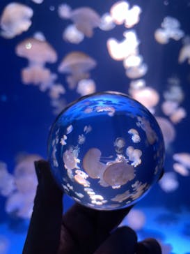 新江ノ島水族館に投稿された画像（2021/11/22）