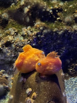 新江ノ島水族館に投稿された画像（2021/11/22）