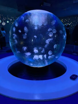 新江ノ島水族館に投稿された画像（2021/11/22）