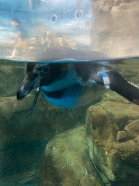 新江ノ島水族館に投稿された画像（2021/11/22）