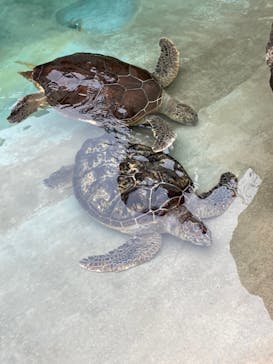 新江ノ島水族館に投稿された画像（2021/11/22）