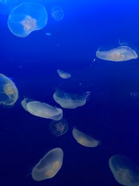 新江ノ島水族館に投稿された画像（2021/11/22）