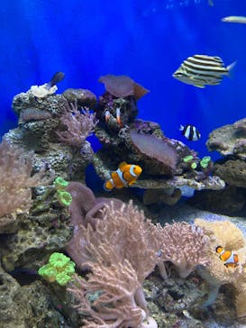 新江ノ島水族館に投稿された画像（2021/11/22）